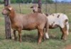 LOT 47 2X MEATMASTER EWE D2 Meatmasters (Per animal to take the lot)