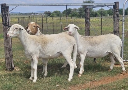 LOT 39 3X MEATMASTER EWE D2 Meatmasters (Per animal to take the lot)
