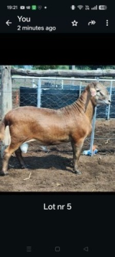 1X MEATMASTER RAM GF Van Rooyen