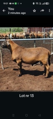 1X MEATMASTER RAM GF Van Rooyen