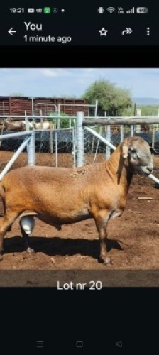 1X MEATMASTER RAM GF Van Rooyen