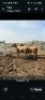 LOT 4 2X MEATMASTER EWE GF Van Rooyen (Per animal to take the lot)