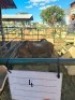 LOT 4 2X MEATMASTER EWE GF Van Rooyen (Per animal to take the lot) - 2