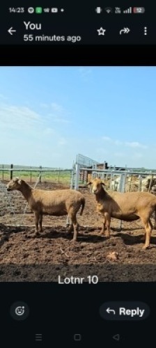 LOT 10 2X MEATMASTER EWE GF Van Rooyen (Per animal to take the lot)