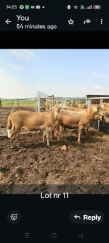 LOT 11 3X MEATMASTER EWE GF Van Rooyen (Per animal to take the lot)