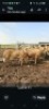LOT 11 3X MEATMASTER EWE GF Van Rooyen (Per animal to take the lot)