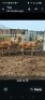 LOT 12 3X MEATMASTER EWE GF Van Rooyen (Per animal to take the lot)