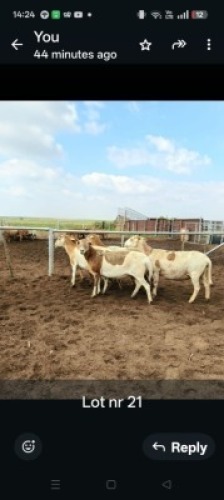 LOT 21 5X MEATMASTER EWE GF Van Rooyen (Per animal to take the lot)