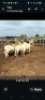 LOT 22 5X MEATMASTER EWE GF Van Rooyen (Per animal to take the lot)