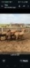 LOT 23 4X MEATMASTER EWE GF Van Rooyen (Per animal to take the lot)