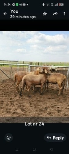 LOT 24 5X MEATMASTER EWE GF Van Rooyen (Per animal to take the lot)