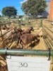 LOT 30 3X MEATMASTER EWE GF Van Rooyen (Per animal to take the lot) - 2