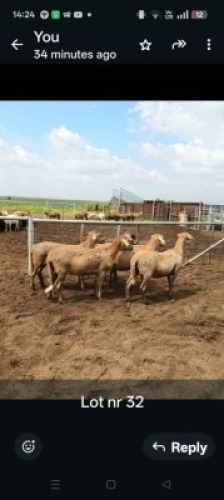 LOT 32 5X MEATMASTER EWE GF Van Rooyen (Per animal to take the lot)