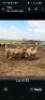 LOT 32 5X MEATMASTER EWE GF Van Rooyen (Per animal to take the lot)