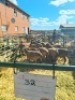 LOT 32 5X MEATMASTER EWE GF Van Rooyen (Per animal to take the lot) - 2