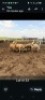 LOT 33 5X MEATMASTER EWE GF Van Rooyen (Per animal to take the lot)