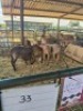 LOT 33 5X MEATMASTER EWE GF Van Rooyen (Per animal to take the lot) - 2