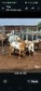 LOT 40 2X MEATMASTER EWE GF Van Rooyen (Per animal to take the lot)