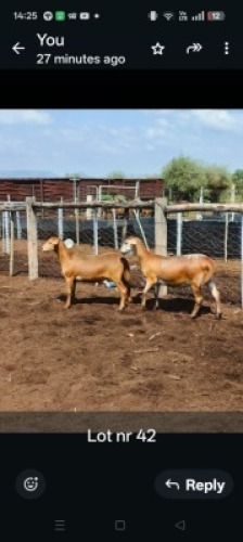 LOT 42 2X MEATMASTER EWE GF Van Rooyen (Per animal to take the lot)