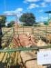 LOT 43 5X MEATMASTER EWE GF Van Rooyen (Per animal to take the lot)