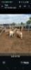LOT 50 4X MEATMASTER EWE GF Van Rooyen (Per animal to take the lot)