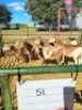 LOT 51 6X MEATMASTER EWE GF Van Rooyen (Per animal to take the lot) - 2