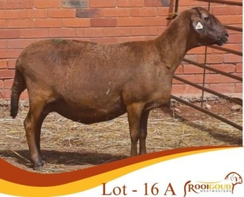 LOT 16A 1X MEATMASTER EWE Rooigoud Meatmasters (Per animal to take the lot)