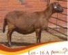 LOT 16A 1X MEATMASTER EWE Rooigoud Meatmasters (Per animal to take the lot)