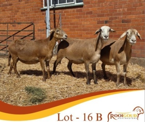 LOT 16B 3X MEATMASTER EWE Rooigoud Meatmasters
