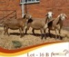 LOT 16B 3X MEATMASTER EWE Rooigoud Meatmasters