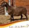LOT 25A 1X MEATMASTER EWE Rooigoud Meatmasters (Per animal to take the lot)