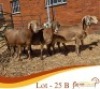 LOT 25B 4X MEATMASTER EWE Rooigoud Meatmasters (Per animal to take the lot)