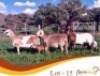 LOT 15 3X MEATMASTER EWE Rooigoud Meatmasters (Per animal to take the lot)