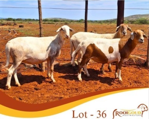 LOT 36 3X MEATMASTER EWE Rooigoud Meatmasters (Per animal to take the lot)