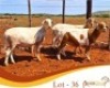 LOT 36 3X MEATMASTER EWE Rooigoud Meatmasters (Per animal to take the lot)