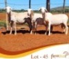 LOT 45 3X MEATMASTER EWE Rooigoud Meatmasters (Per animal to take the lot)