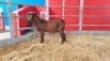 1 X KALAHARI RED BUCK WIGGILL KALAHARI RED HERD - 2
