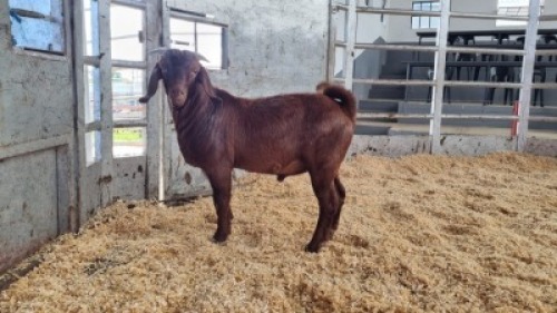 1 X KALAHARI RED BUCK WIGGILL KALAHARI RED HERD