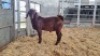1 X KALAHARI RED BUCK WIGGILL KALAHARI RED HERD