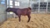 1 X KALAHARI RED BUCK WIGGILL KALAHARI RED HERD - 2