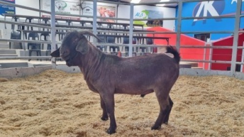 1 X KALAHARI RED BUCK WIGGILL KALAHARI RED HERD