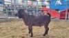 1 X KALAHARI RED BUCK WIGGILL KALAHARI RED HERD