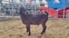 1 X KALAHARI RED BUCK WIGGILL KALAHARI RED HERD - 2