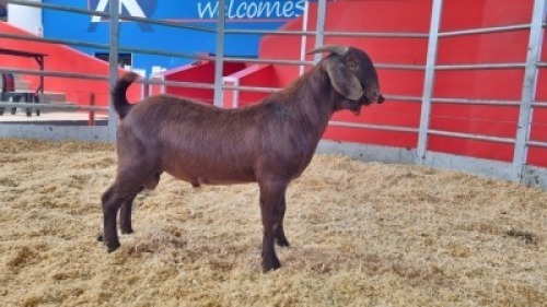 1 X KALAHARI RED BUCK WIGGILL KALAHARI RED HERD