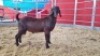1 X KALAHARI RED BUCK WIGGILL KALAHARI RED HERD - 2