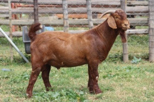 1 X KALAHARI RED BUCK WIGGILL KALAHARI RED HERD
