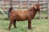 1 X KALAHARI RED BUCK WIGGILL KALAHARI RED HERD