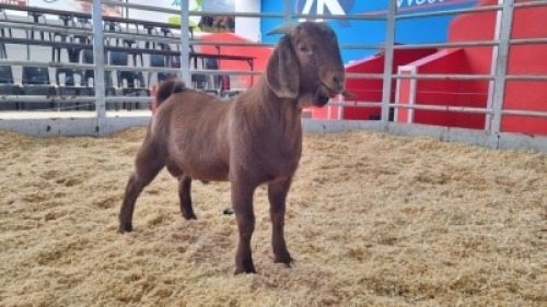 1 X KALAHARI RED BUCK WIGGILL KALAHARI RED HERD (Per animal to take the lot)