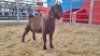 1 X KALAHARI RED BUCK WIGGILL KALAHARI RED HERD (Per animal to take the lot)