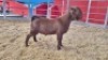 1 X KALAHARI RED BUCK WIGGILL KALAHARI RED HERD (Per animal to take the lot) - 2